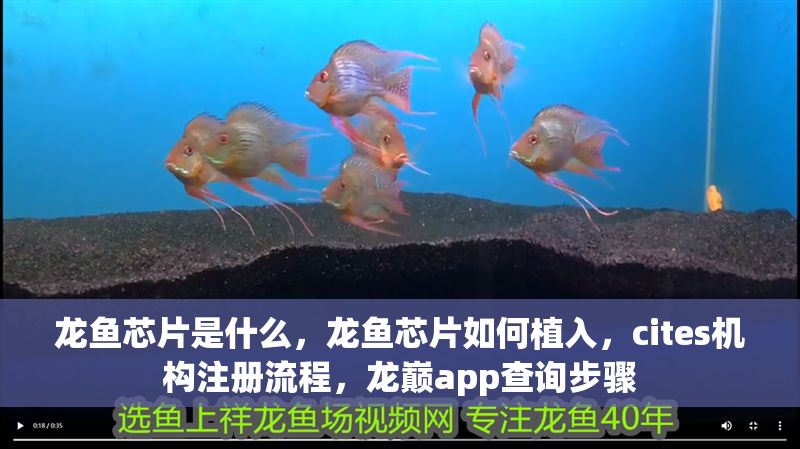 龍魚芯片是什么，龍魚芯片如何植入，cites機構注冊流程，龍巔app查詢步驟