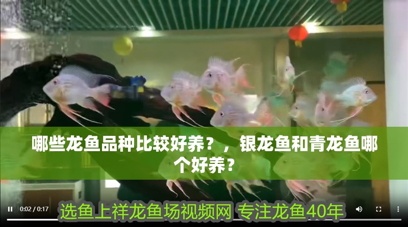 哪些龍魚品種比較好養？，銀龍魚和青龍魚哪個好養？