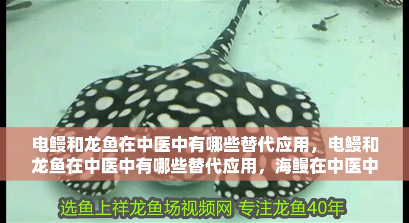 電鰻和龍魚在中醫(yī)中有哪些替代應(yīng)用，電鰻和龍魚在中醫(yī)中有哪些替代應(yīng)用，海鰻在中醫(yī)中有哪些應(yīng)用 電鰻和龍魚在中醫(yī)中有哪些替代應(yīng)用，電鰻和龍魚在中醫(yī)中有哪些替代應(yīng)用，海鰻在中醫(yī)中有哪些應(yīng)用 龍魚百科