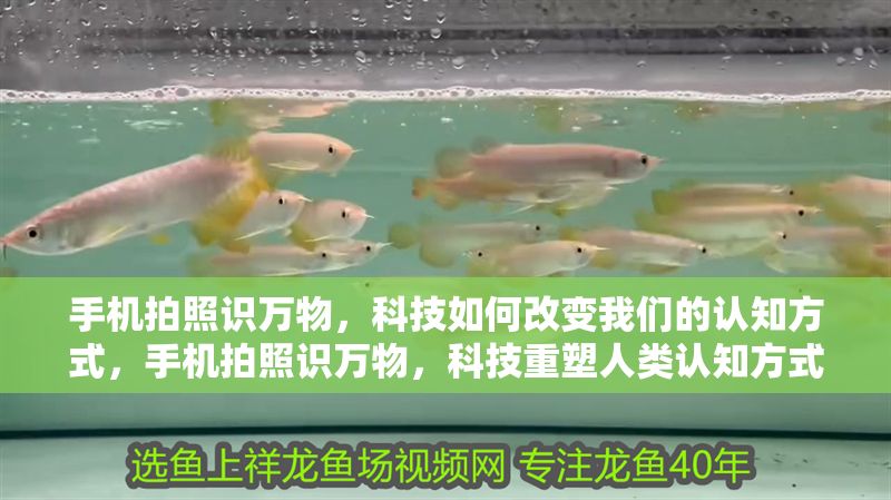 手機(jī)拍照識萬物,科技如何改變我們的認(rèn)知方式,手機(jī)拍照識萬物,科技重塑人類認(rèn)知方式的革命 龍魚百科 第1張 手機(jī)拍照識萬物,科技如何改變我們的認(rèn)知方式,手機(jī)拍照識萬物,科技重塑人類認(rèn)知方式的革命 手機(jī)拍照識萬物,科技如何改變我們的認(rèn)知方式,手機(jī)拍照識萬物,科技重塑人類認(rèn)知方式的革命 龍魚百科 第1張