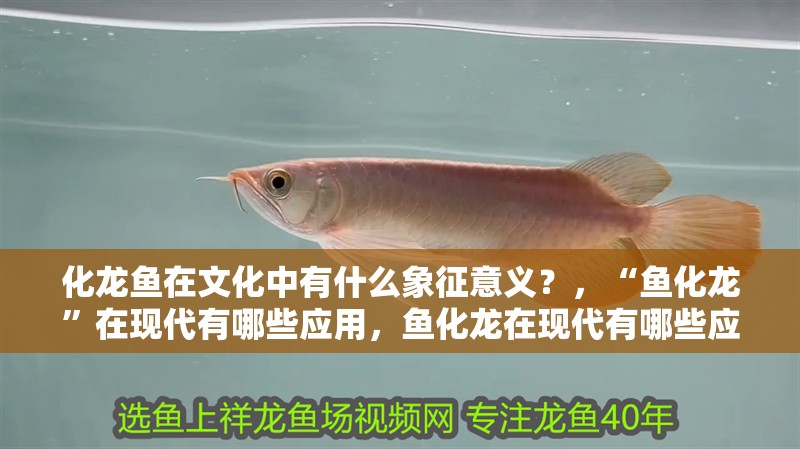 化龍魚在文化中有什么象征意義？，“魚化龍”在現(xiàn)代有哪些應(yīng)用，魚化龍在現(xiàn)代有哪些應(yīng)用