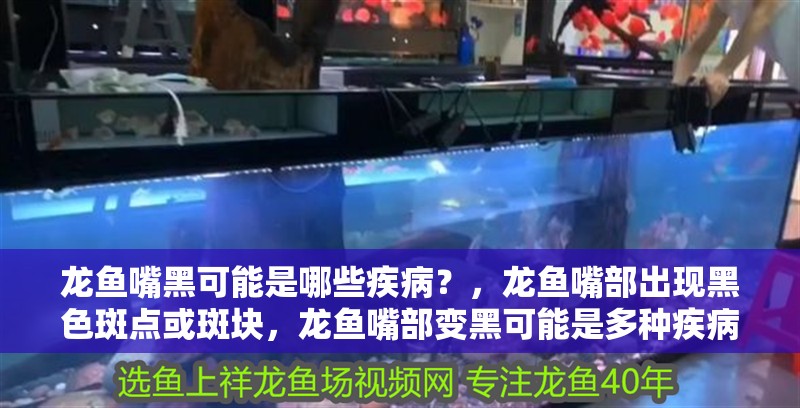 龍魚嘴黑可能是哪些疾病？，龍魚嘴部出現黑色斑點或斑塊，龍魚嘴部變黑可能是多種疾病 龍魚嘴黑可能是哪些疾病？，龍魚嘴部出現黑色斑點或斑塊，龍魚嘴部變黑可能是多種疾病 龍魚百科