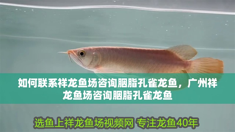 如何聯系祥龍魚場咨詢胭脂孔雀龍魚，廣州祥龍魚場咨詢胭脂孔雀龍魚