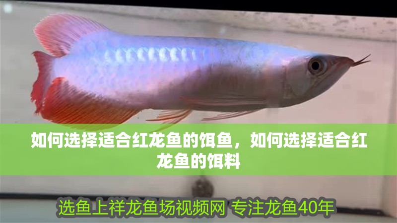 如何選擇適合紅龍魚的餌魚，如何選擇適合紅龍魚的餌料