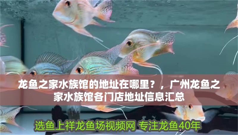 龍魚之家水族館的地址在哪里？，廣州龍魚之家水族館各門店地址信息匯總