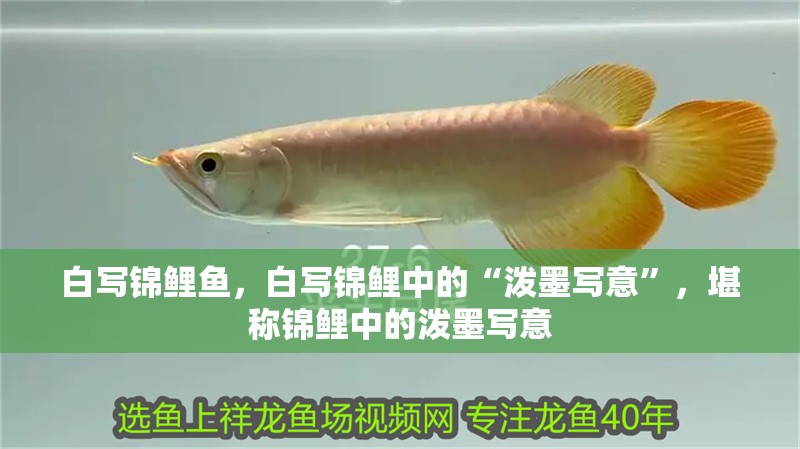 白寫錦鯉魚，白寫錦鯉中的“潑墨寫意”，堪稱錦鯉中的潑墨寫意