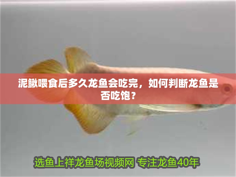 泥鰍喂食后多久龍魚會(huì)吃完，如何判斷龍魚是否吃飽？