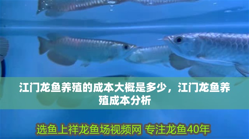 江門龍魚養殖的成本大概是多少，江門龍魚養殖成本分析