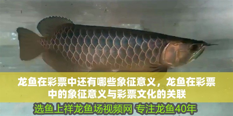 龍魚在彩票中還有哪些象征意義，龍魚在彩票中的象征意義與彩票文化的關聯