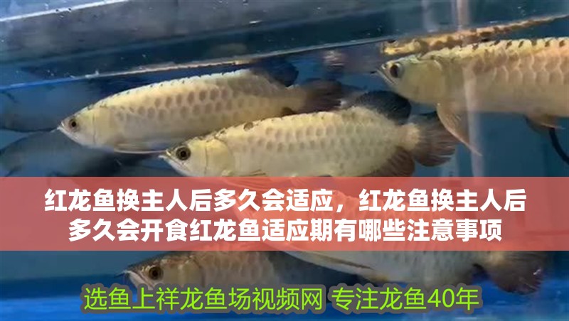 紅龍魚換主人后多久會適應，紅龍魚換主人后多久會開食紅龍魚適應期有哪些注意事項