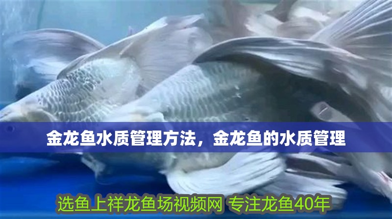 金龍魚水質(zhì)管理方法，金龍魚的水質(zhì)管理