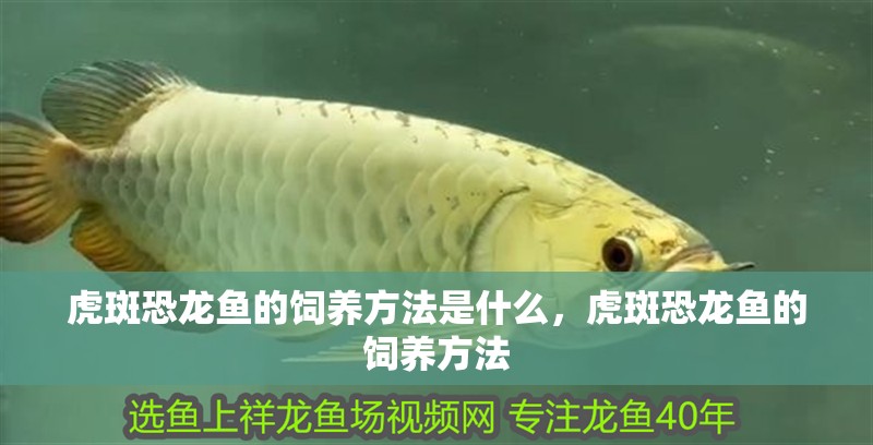 虎斑恐龍魚的飼養方法是什么，虎斑恐龍魚的飼養方法