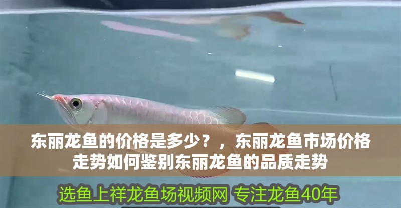 東麗龍魚的價格是多少？，東麗龍魚市場價格走勢如何鑒別東麗龍魚的品質走勢