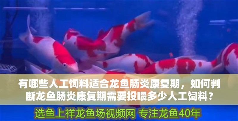 有哪些人工飼料適合龍魚腸炎康復期，如何判斷龍魚腸炎康復期需要投喂多少人工飼料？