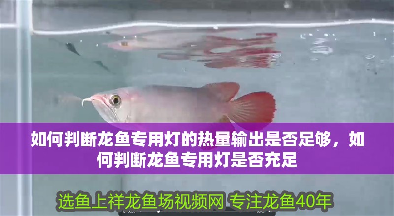 如何判斷龍魚專用燈的熱量輸出是否足夠，如何判斷龍魚專用燈是否充足 如何判斷龍魚專用燈的熱量輸出是否足夠，如何判斷龍魚專用燈是否充足 龍魚百科