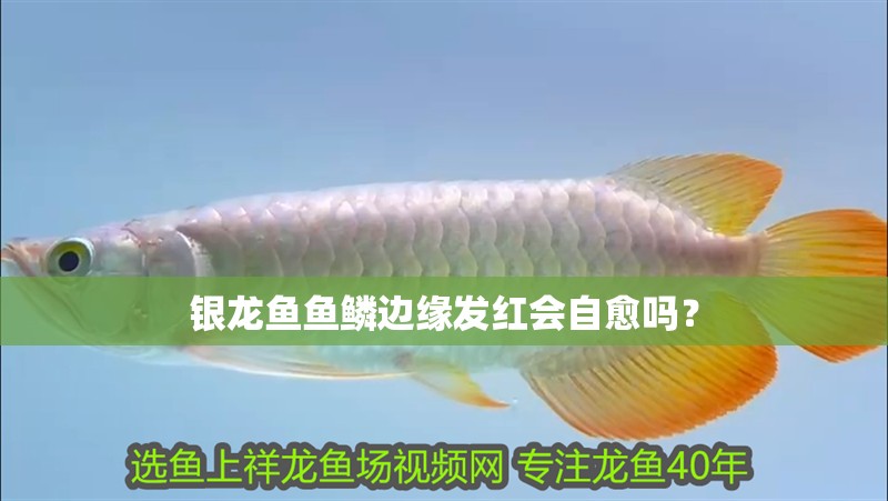 銀龍魚魚鱗邊緣發(fā)紅會自愈嗎？