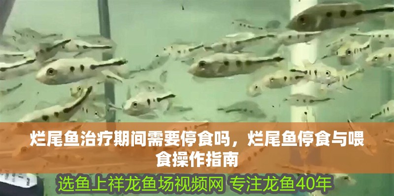 魚缸過濾器選購指南:自制魚缸過濾器魚缸上置過濾器對于養魚愛好者的必備知識 爛尾魚治療期間需要停食嗎,爛尾魚停食與喂食操作指南 龍魚百科 爛尾魚治療期間需要停食嗎,爛尾魚停食與喂食操作指南 爛尾魚治療期間需要停食嗎,爛尾魚停食與喂食操作指南 龍魚百科