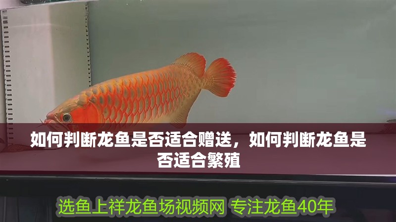 如何判斷龍魚是否適合贈送，如何判斷龍魚是否適合繁殖 如何判斷龍魚是否適合贈送，如何判斷龍魚是否適合繁殖 龍魚百科