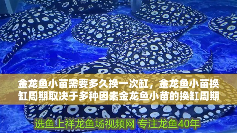 金龍魚小苗需要多久換一次缸，金龍魚小苗換缸周期取決于多種因素金龍魚小苗的換缸周期 金龍魚小苗需要多久換一次缸，金龍魚小苗換缸周期取決于多種因素金龍魚小苗的換缸周期 龍魚百科