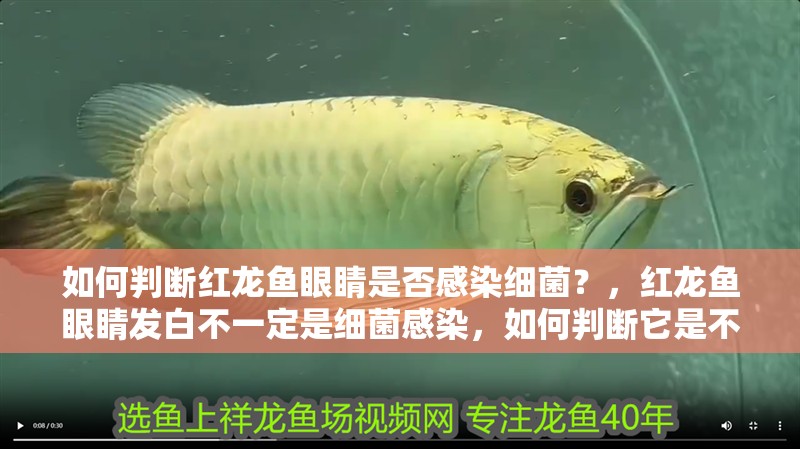 如何判斷紅龍魚眼睛是否感染細(xì)菌？，紅龍魚眼睛發(fā)白不一定是細(xì)菌感染，如何判斷它是不是細(xì)菌感染