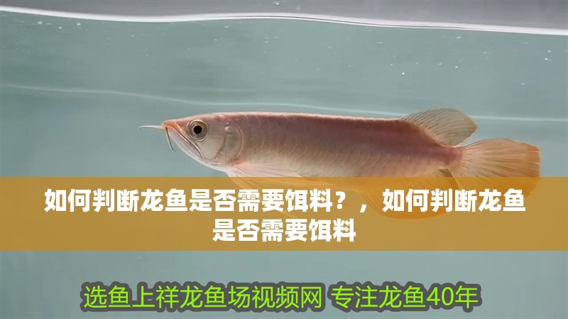 如何判斷龍魚是否需要餌料？，如何判斷龍魚是否需要餌料