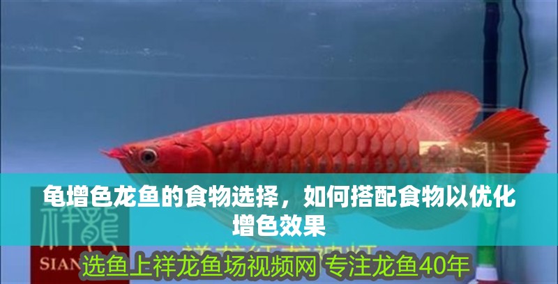 龜增色龍魚的食物選擇，如何搭配食物以優化增色效果