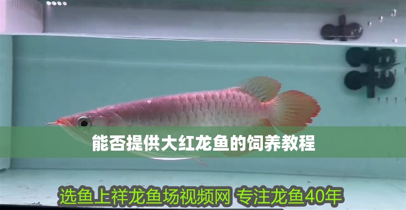 能否提供大紅龍魚的飼養教程