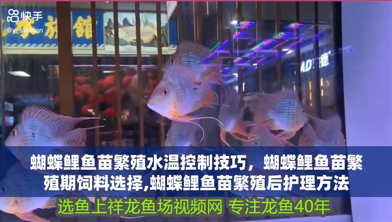 蝴蝶鯉魚苗繁殖水溫控制技巧，蝴蝶鯉魚苗繁殖期飼料選擇,蝴蝶鯉魚苗繁殖后護理方法 蝴蝶鯉魚苗繁殖水溫控制技巧，蝴蝶鯉魚苗繁殖期飼料選擇,蝴蝶鯉魚苗繁殖后護理方法 龍魚百科 第2張