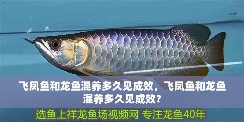 飛鳳魚和龍魚混養多久見成效，飛鳳魚和龍魚混養多久見成效？