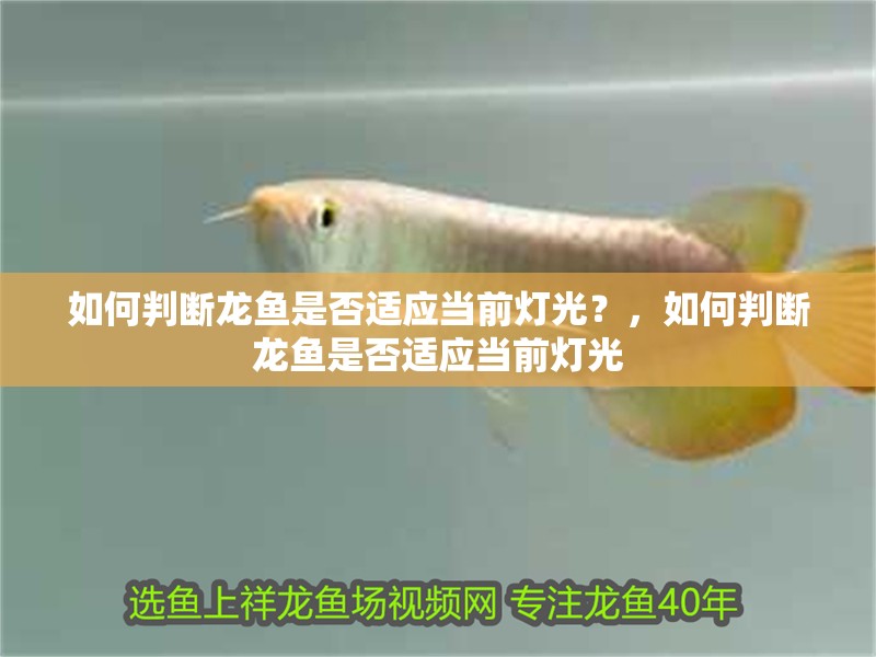 如何判斷龍魚是否適應(yīng)當(dāng)前燈光？，如何判斷龍魚是否適應(yīng)當(dāng)前燈光