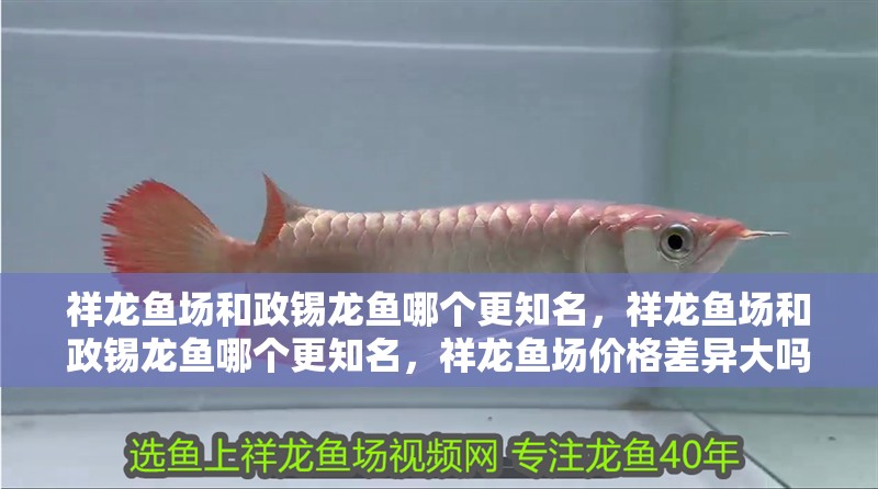 祥龍魚場和政錫龍魚哪個更知名，祥龍魚場和政錫龍魚哪個更知名，祥龍魚場價格差異大嗎