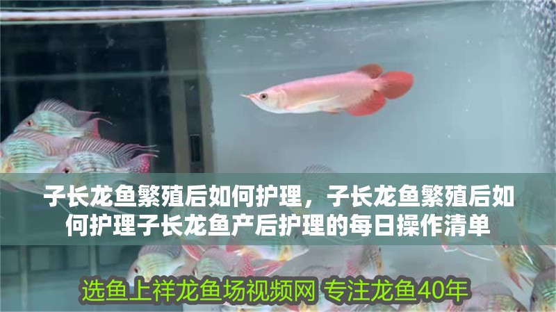 子長龍魚繁殖后如何護(hù)理，子長龍魚繁殖后如何護(hù)理子長龍魚產(chǎn)后護(hù)理的每日操作清單