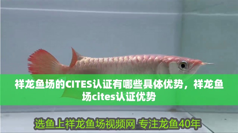祥龍魚場的CITES認證有哪些具體優勢，祥龍魚場cites認證優勢 祥龍魚場的CITES認證有哪些具體優勢，祥龍魚場cites認證優勢 龍魚百科