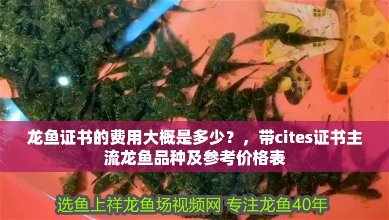 龍魚證書的費用大概是多少？，帶cites證書主流龍魚品種及參考價格表 龍魚證書的費用大概是多少？，帶cites證書主流龍魚品種及參考價格表 龍魚百科
