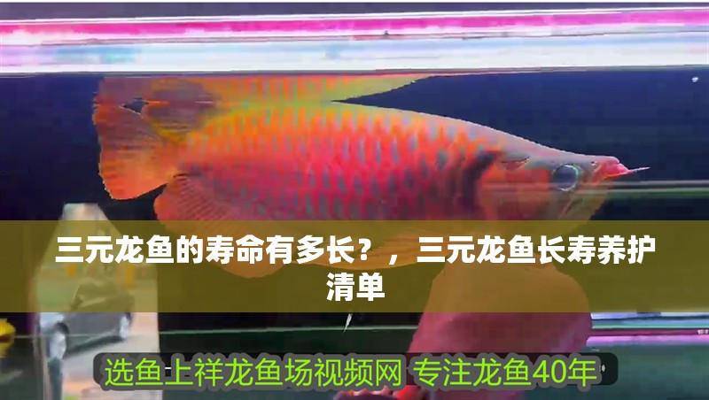 三元龍魚的壽命有多長？，三元龍魚長壽養護清單