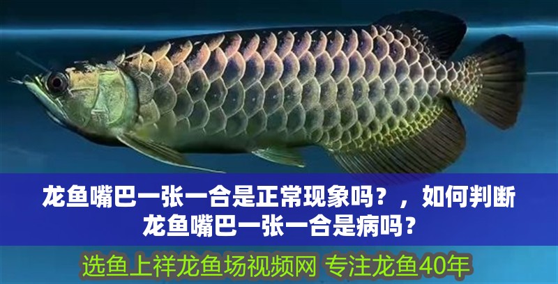 龍魚(yú)嘴巴一張一合是正常現(xiàn)象嗎？，如何判斷龍魚(yú)嘴巴一張一合是病嗎？