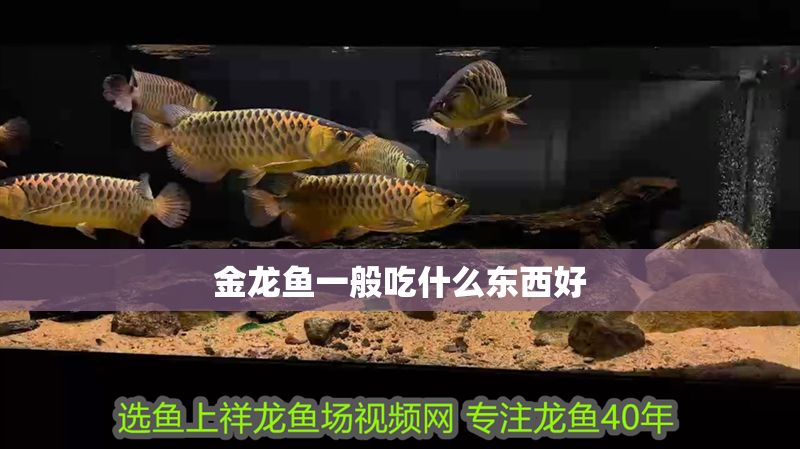 金龍魚一般吃什么東西好