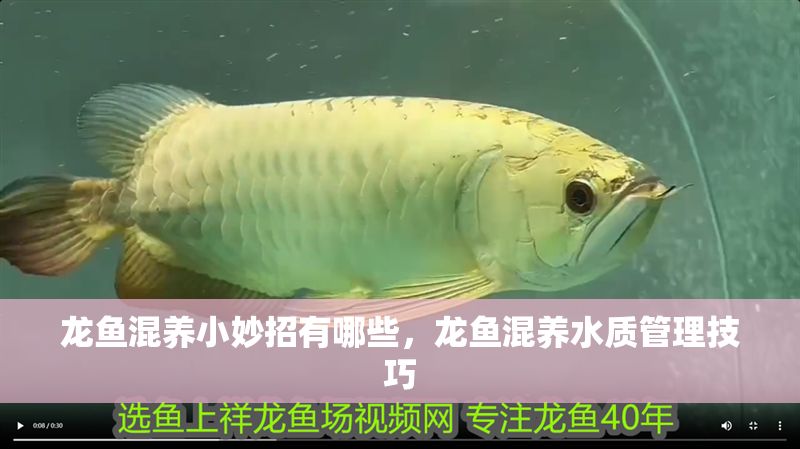 龍魚混養小妙招有哪些，龍魚混養水質管理技巧