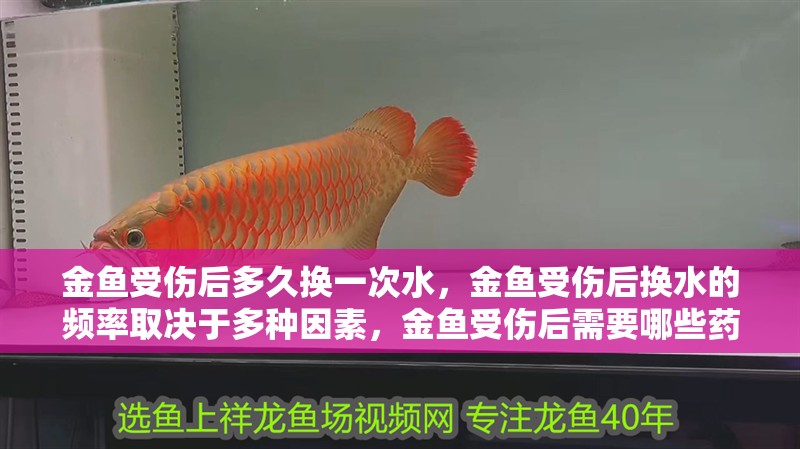 金魚(yú)受傷后多久換一次水，金魚(yú)受傷后換水的頻率取決于多種因素，金魚(yú)受傷后需要哪些藥物 金魚(yú)受傷后多久換一次水，金魚(yú)受傷后換水的頻率取決于多種因素，金魚(yú)受傷后需要哪些藥物 龍魚(yú)百科