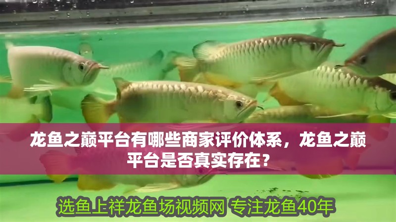 龍魚之巔平臺有哪些商家評價體系，龍魚之巔平臺是否真實(shí)存在？