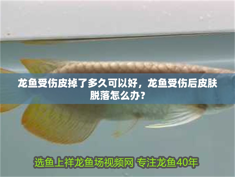 龍魚受傷皮掉了多久可以好，龍魚受傷后皮膚脫落怎么辦？