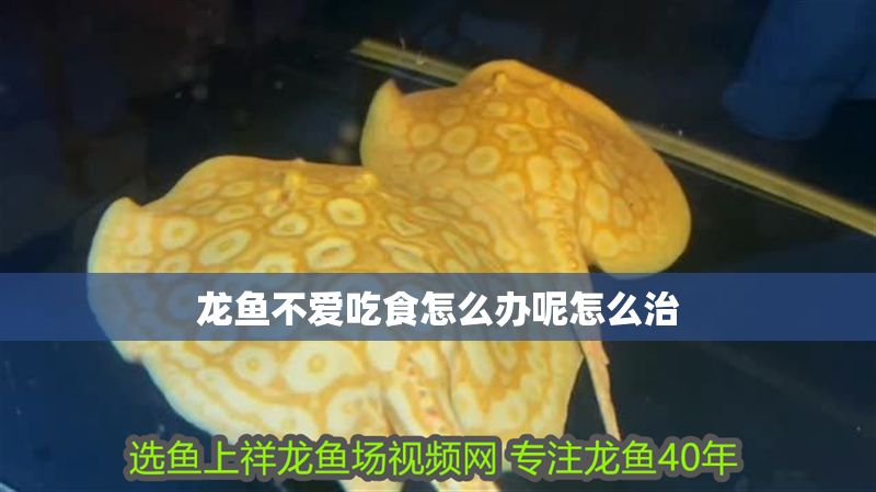 龍魚不愛吃食怎么辦呢怎么治 龍魚不愛吃食怎么辦呢怎么治 龍魚百科 第2張