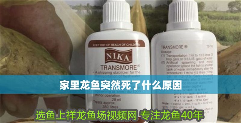 家里龍魚突然死了什么原因 家里龍魚突然死了什么原因 龍魚百科 第2張