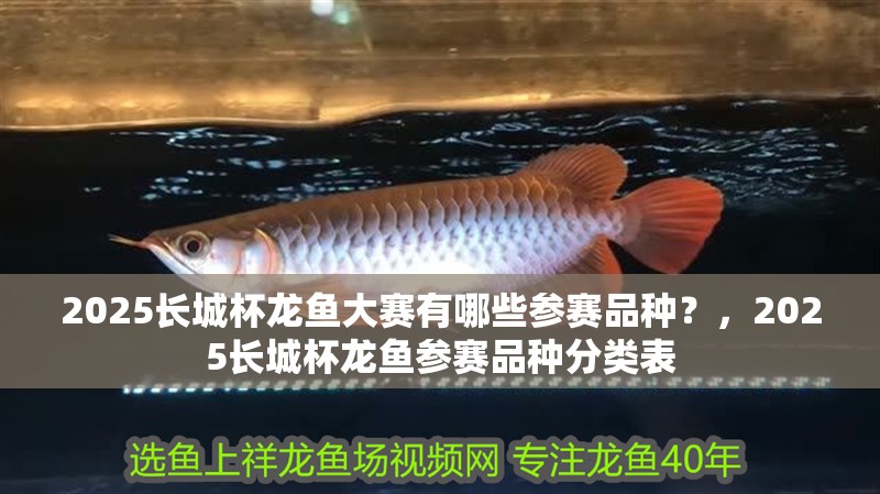 紅龍魚用黃燈烤有用嗎 2025長城杯龍魚大賽有哪些參賽品種?,2025長城杯龍魚參賽品種分類表 龍魚百科 2025長城杯龍魚大賽有哪些參賽品種?,2025長城杯龍魚參賽品種分類表 2025長城杯龍魚大賽有哪些參賽品種?,2025長城杯龍魚參賽品種分類表 龍魚百科