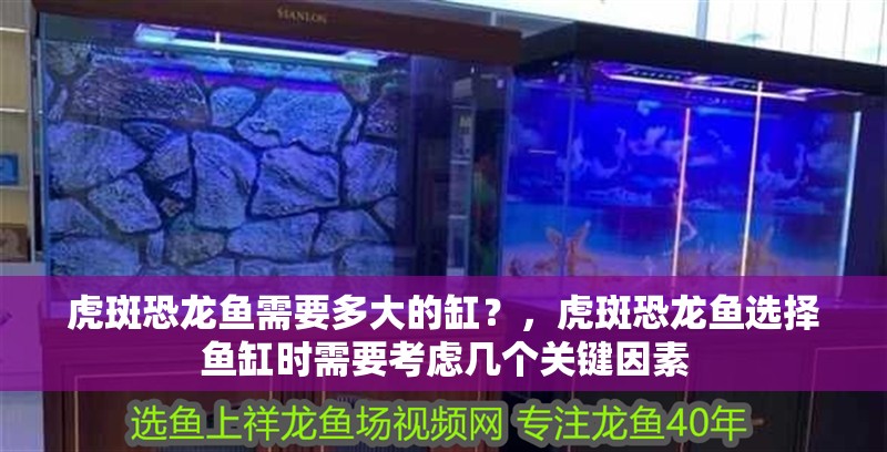 虎斑恐龍魚需要多大的缸？，虎斑恐龍魚選擇魚缸時需要考慮幾個關鍵因素