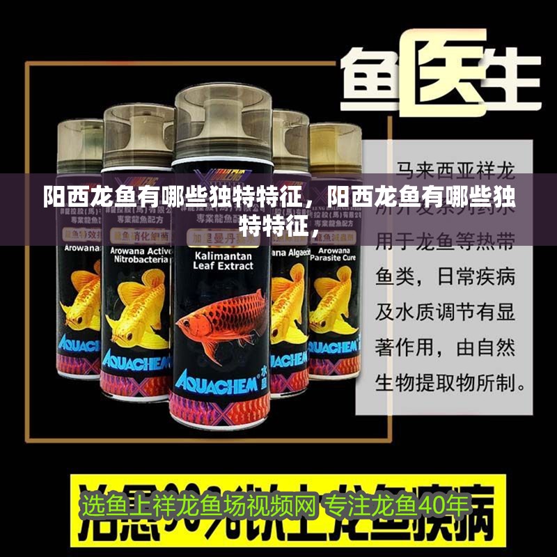 陽西龍魚有哪些獨特特征，陽西龍魚有哪些獨特特征，
