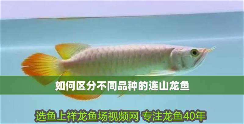 如何區(qū)分不同品種的連山龍魚