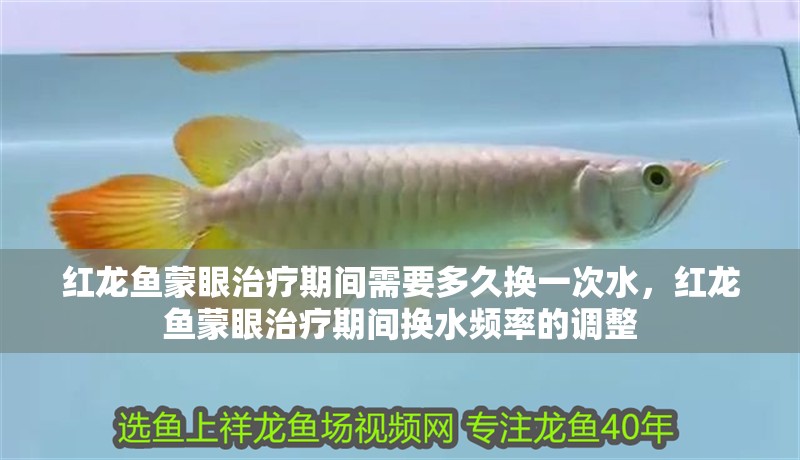 紅龍魚蒙眼治療期間需要多久換一次水，紅龍魚蒙眼治療期間換水頻率的調整