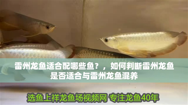 雷州龍魚適合配哪些魚？，如何判斷雷州龍魚是否適合與雷州龍魚混養