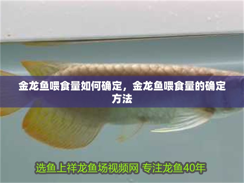 金龍魚喂食量如何確定，金龍魚喂食量的確定方法
